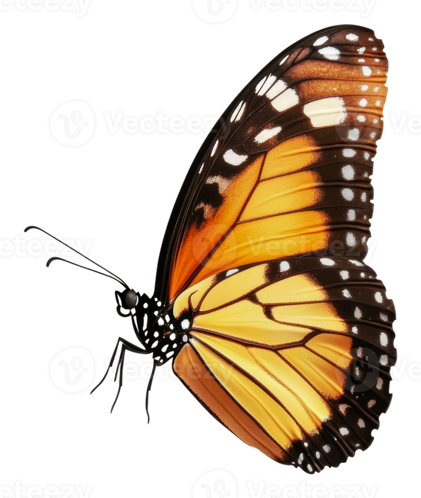 Colorful monarch butterfly resting on a flower, cut out - stock . png