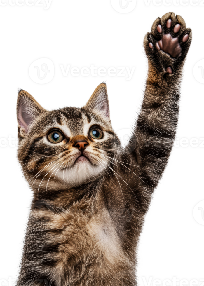 Kitten reaches up playfully in studio, cut out - stock . png