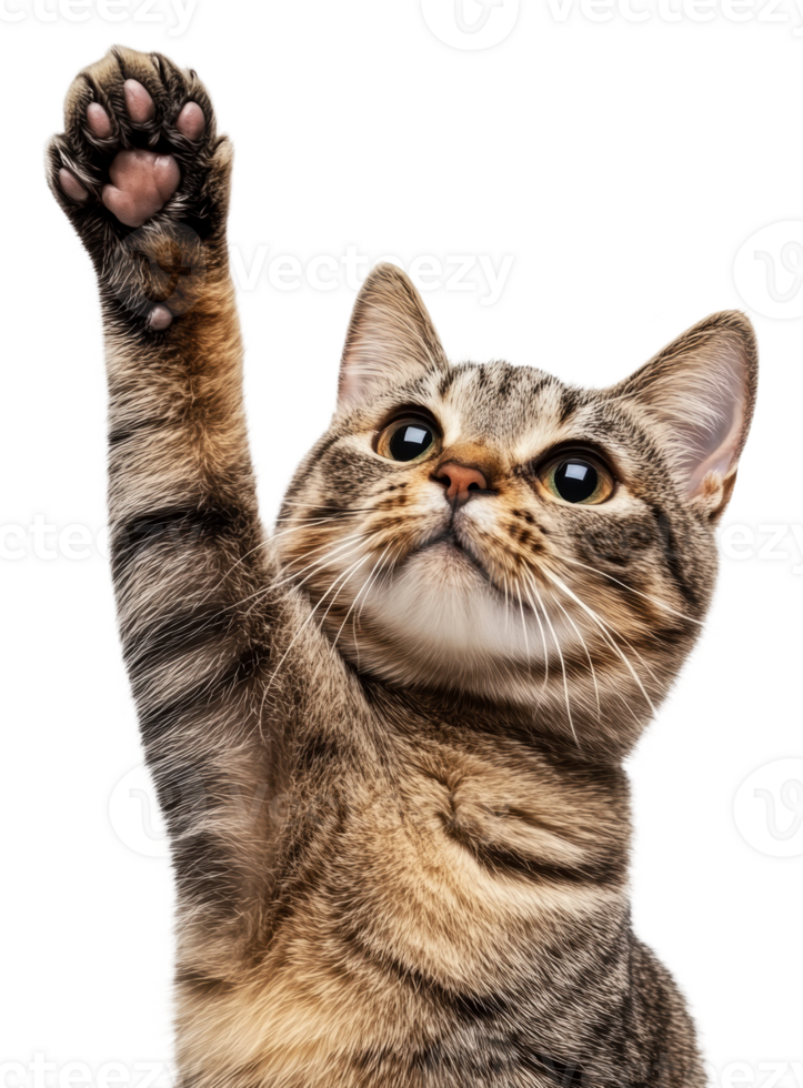 Curious cat raising paw in playful pose, cut out - stock . png