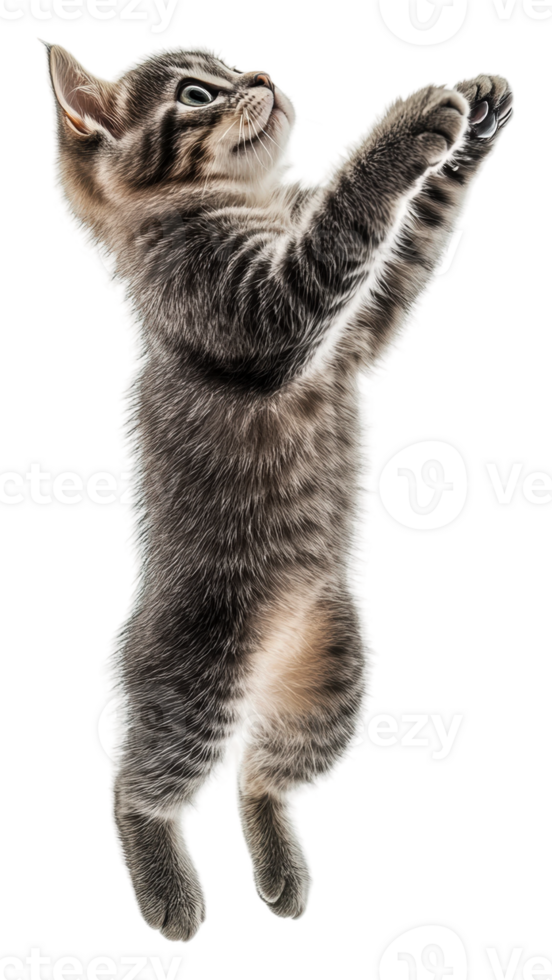 Kitten leaping against white backdrop, cut out - stock . png