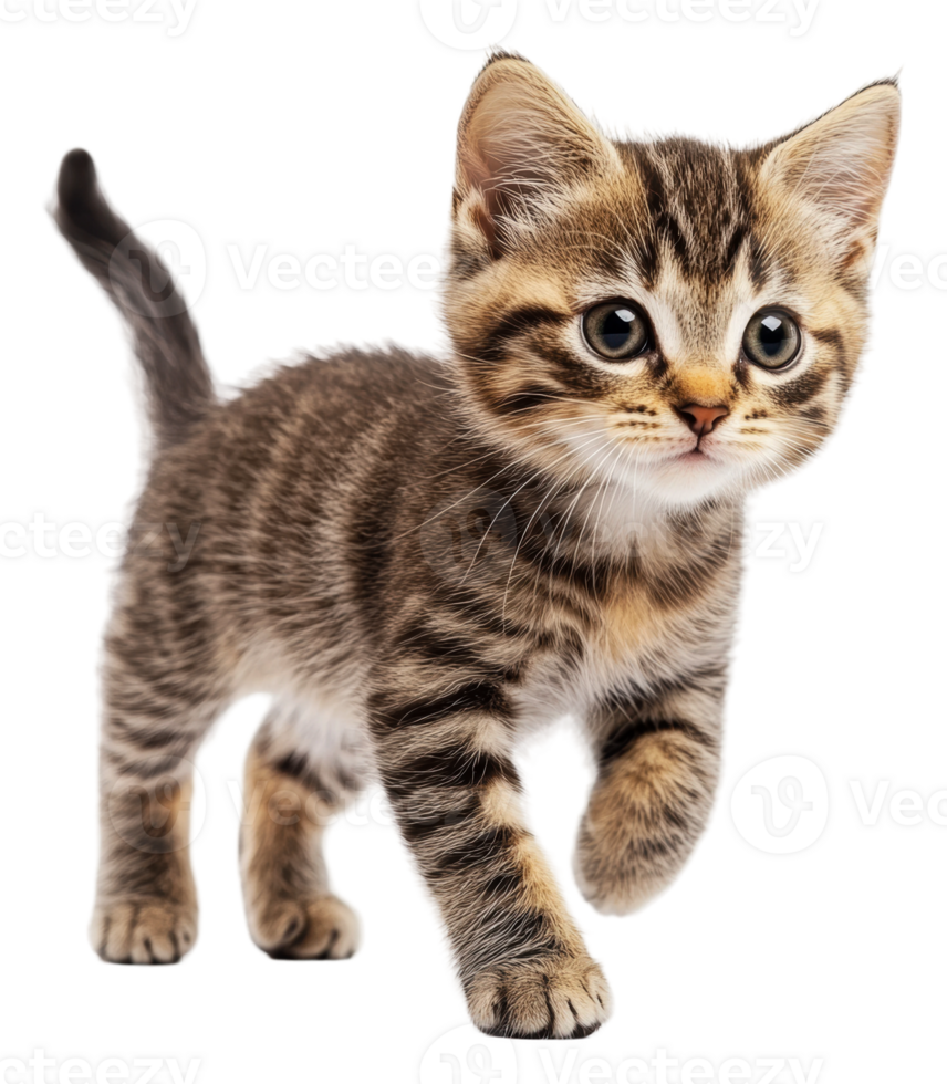 Playful tabby kitten exploring its surroundings, cut out - stock . png