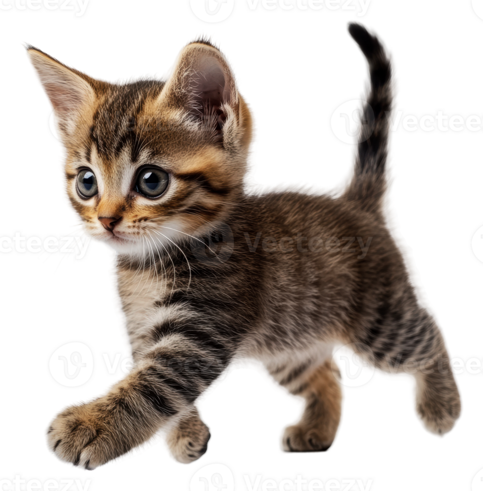 Playful tabby kitten exploring its surroundings, cut out - stock . png