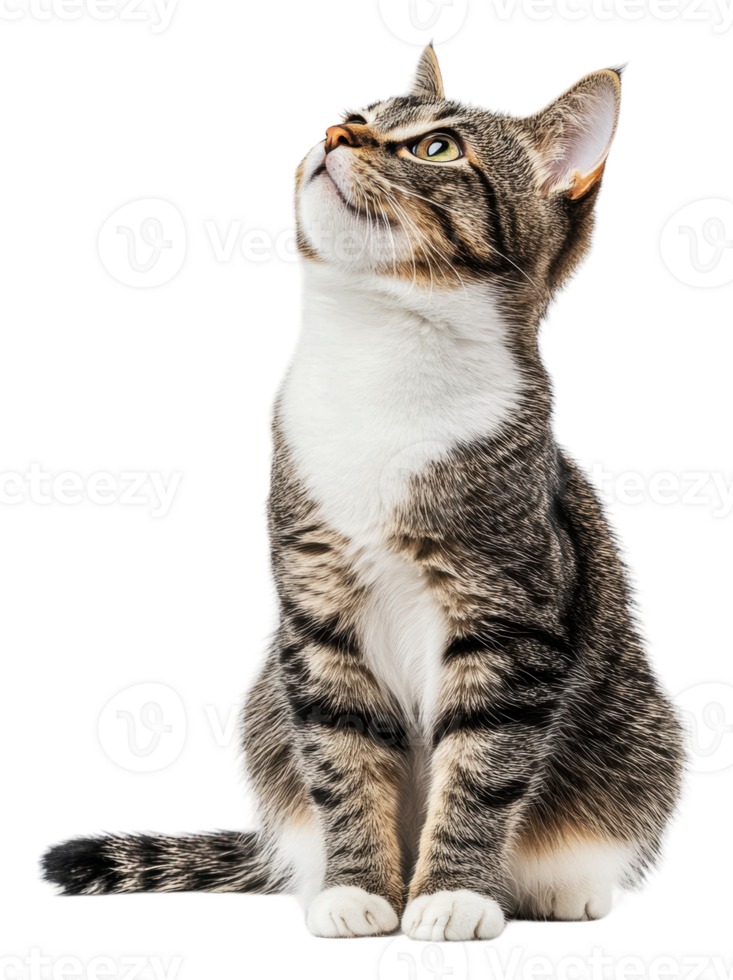 Playful tabby cat looking curiously upwards, cut out - stock . png