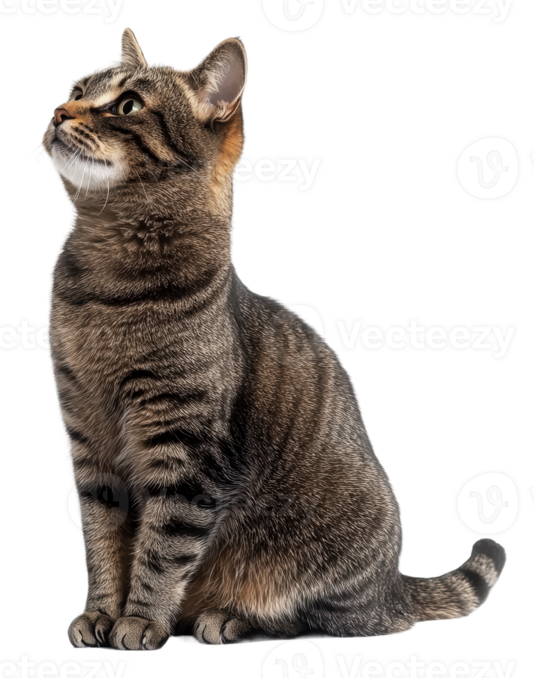 Tabby cat poised on white backdrop, cut out - stock . png