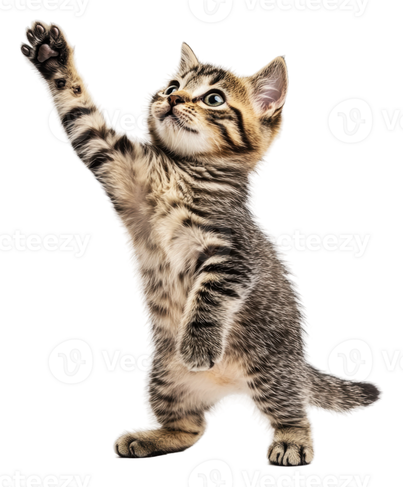 Kitten plays with a toy on white background, cut out - stock . png