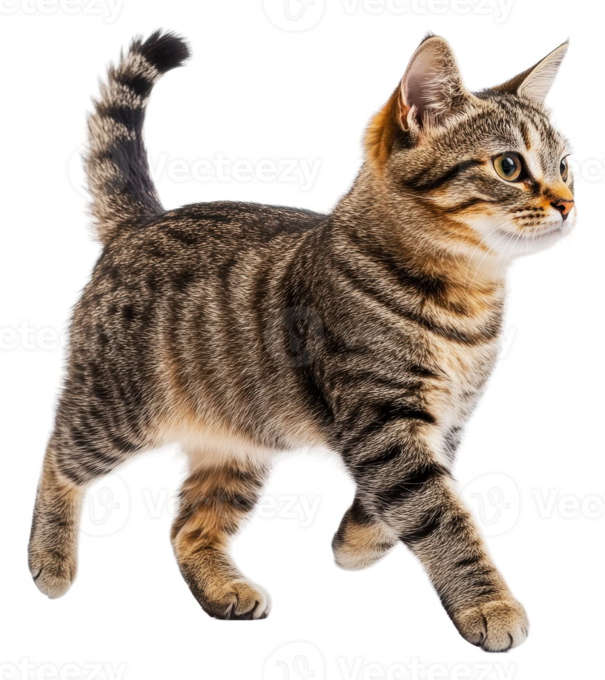 A playful tabby cat walking on a white background, cut out - stock . png