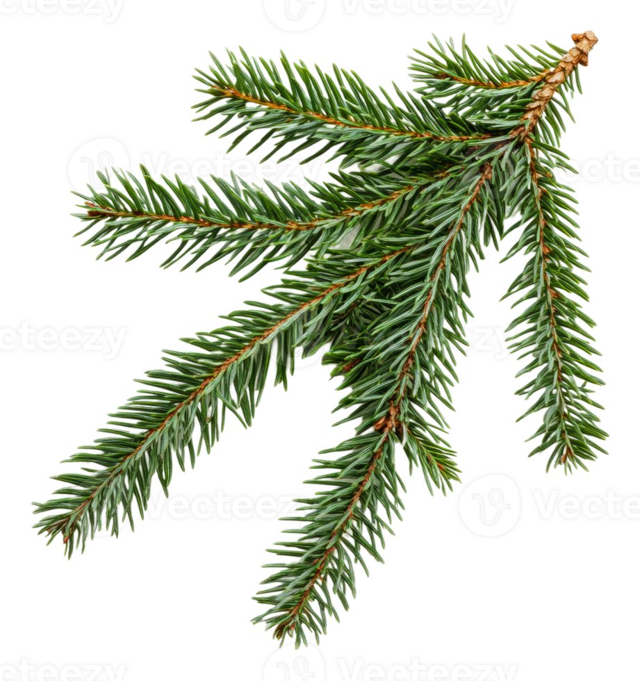 Green evergreen branch with needle-like leaves, cut out - stock . png