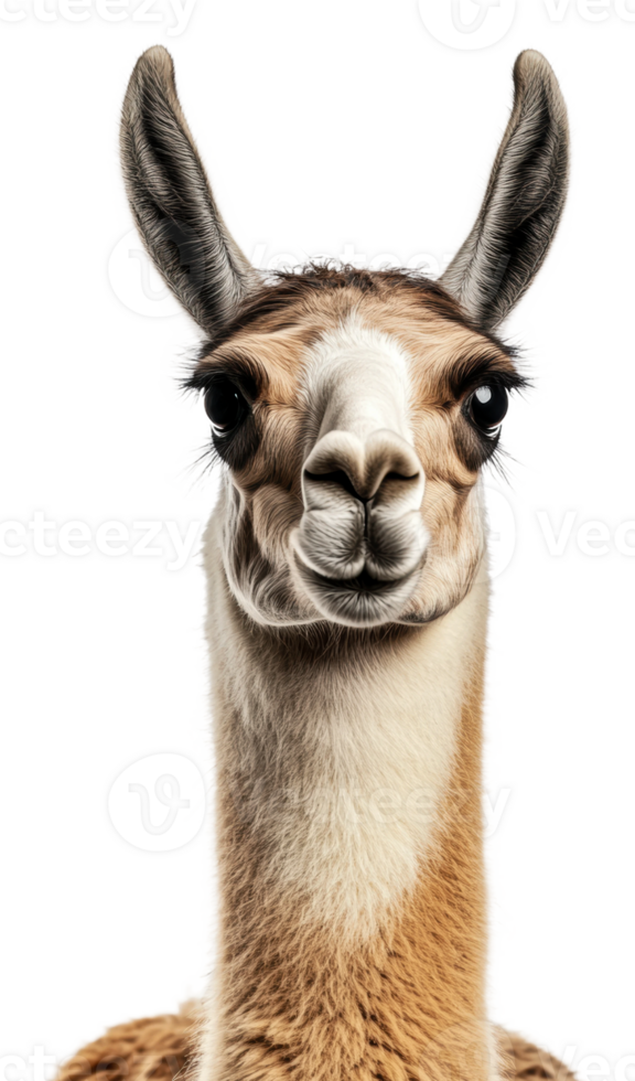 A close-up of a llama with expressive eyes indoors, cut out - stock . png