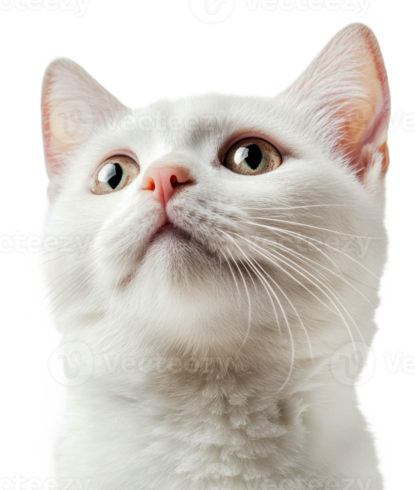 White cat gazing upward with curious expression, cut out - stock . png