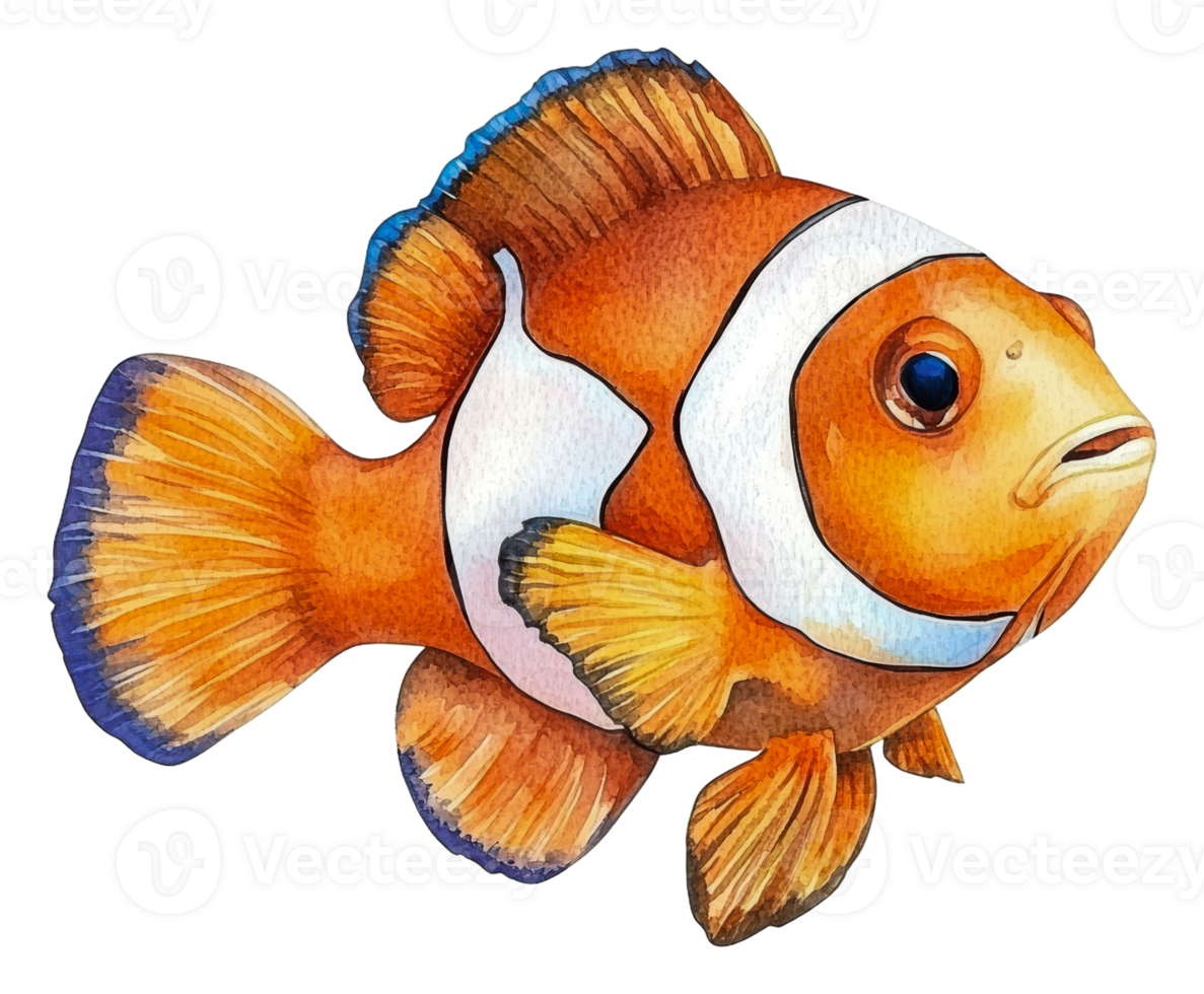 Clownfish swim in colorful coral reef, cut out - stock . png
