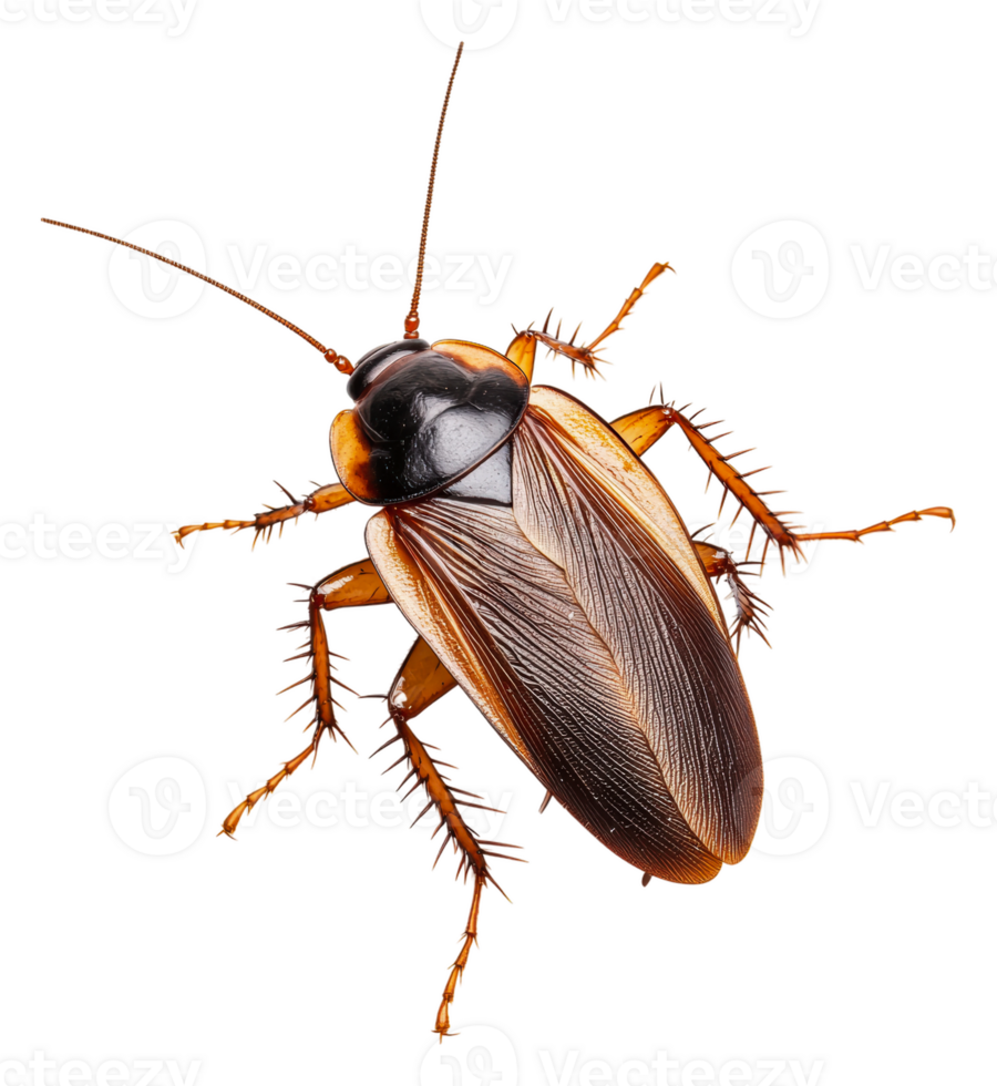 Close-up of a cockroach on a white background, cut out - stock . png
