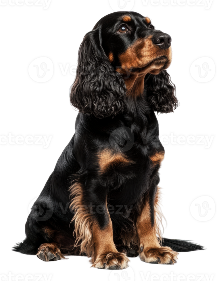 A black and tan cocker spaniel sitting gracefully, cut out - stock . png