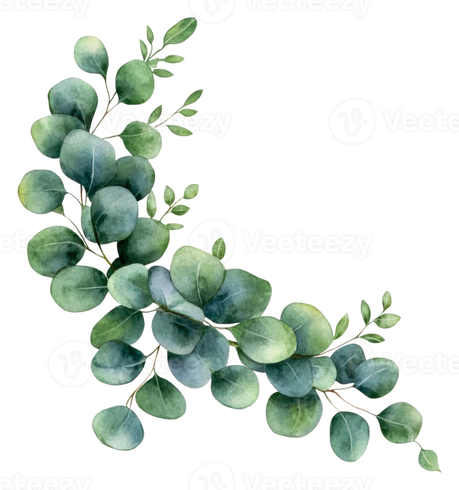 Lush green eucalyptus leaves arranged artistically, cut out - stock . png