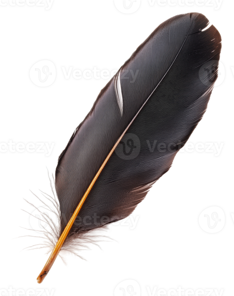 Beautiful black feather resting on a white surface, cut out - stock . png