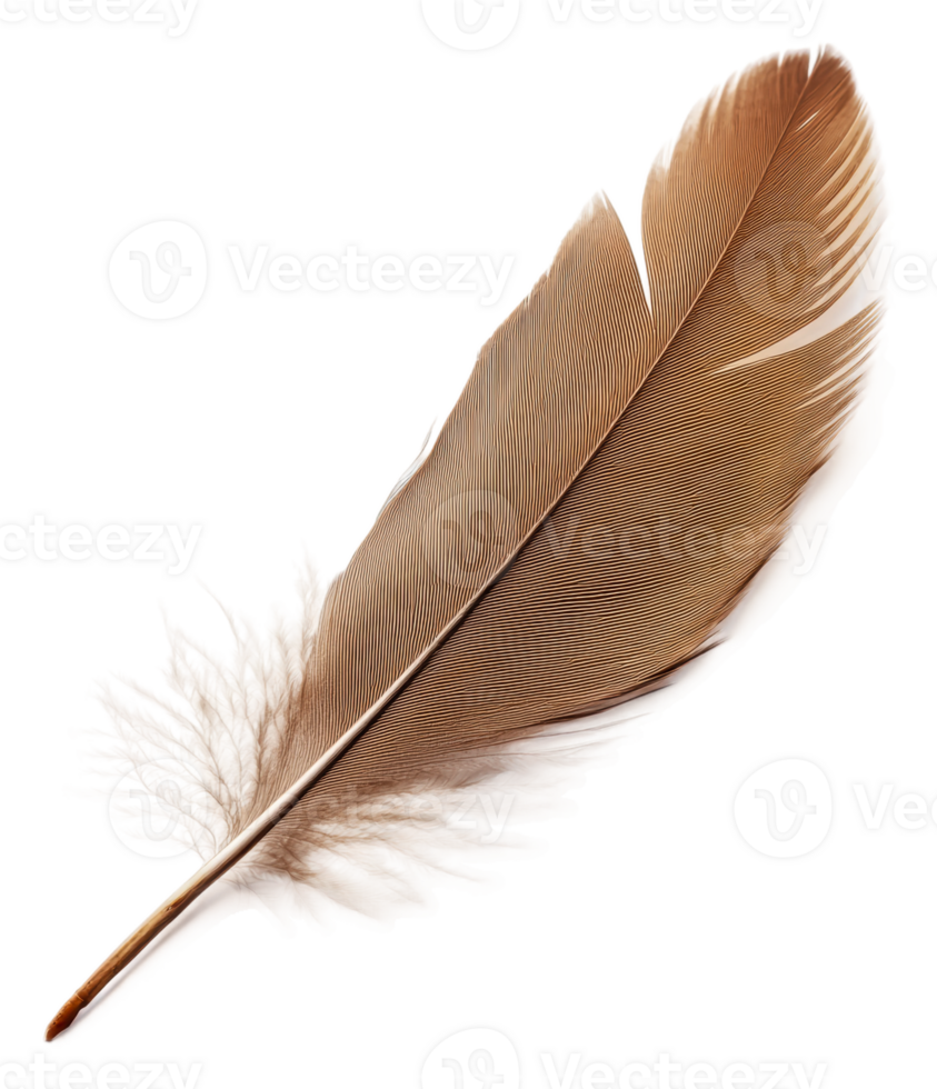 Brown feather on white background, cut out - stock . png