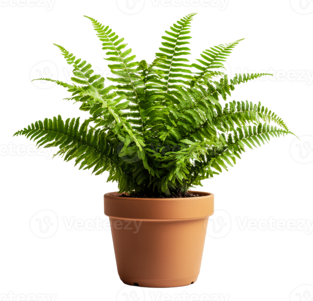 Lush green fern in a terracotta pot indoors, cut out - stock . png