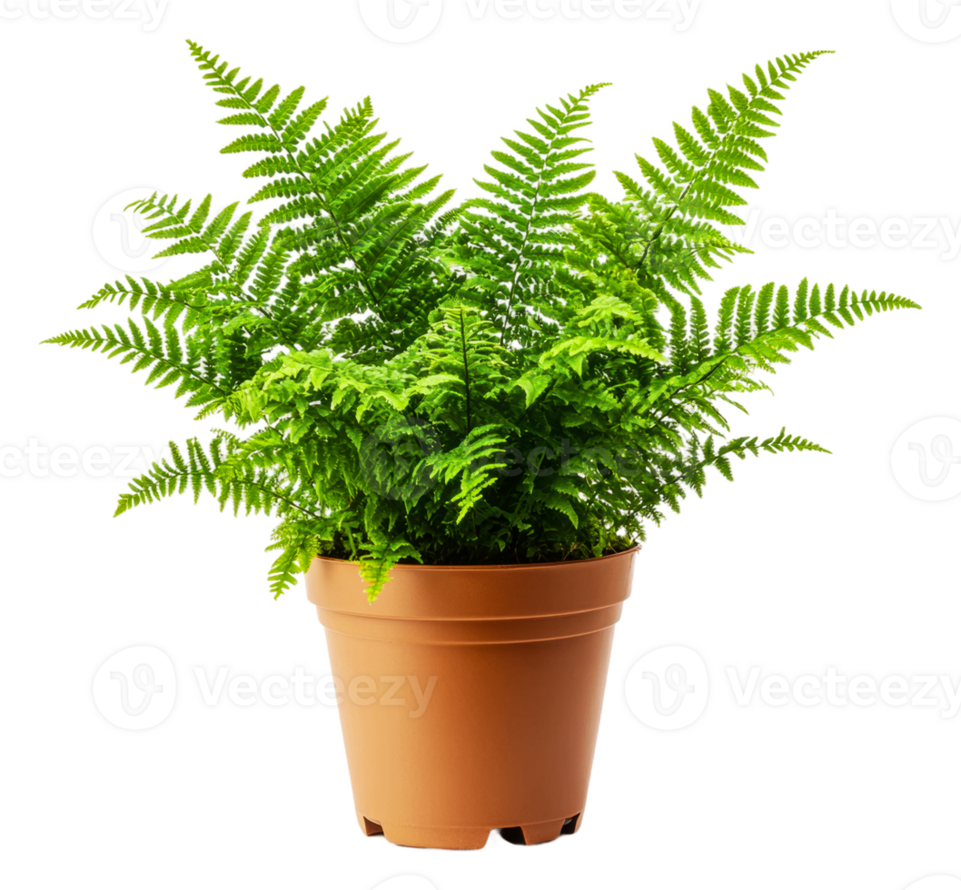 Lush green fern in a terracotta pot on display, cut out - stock . png