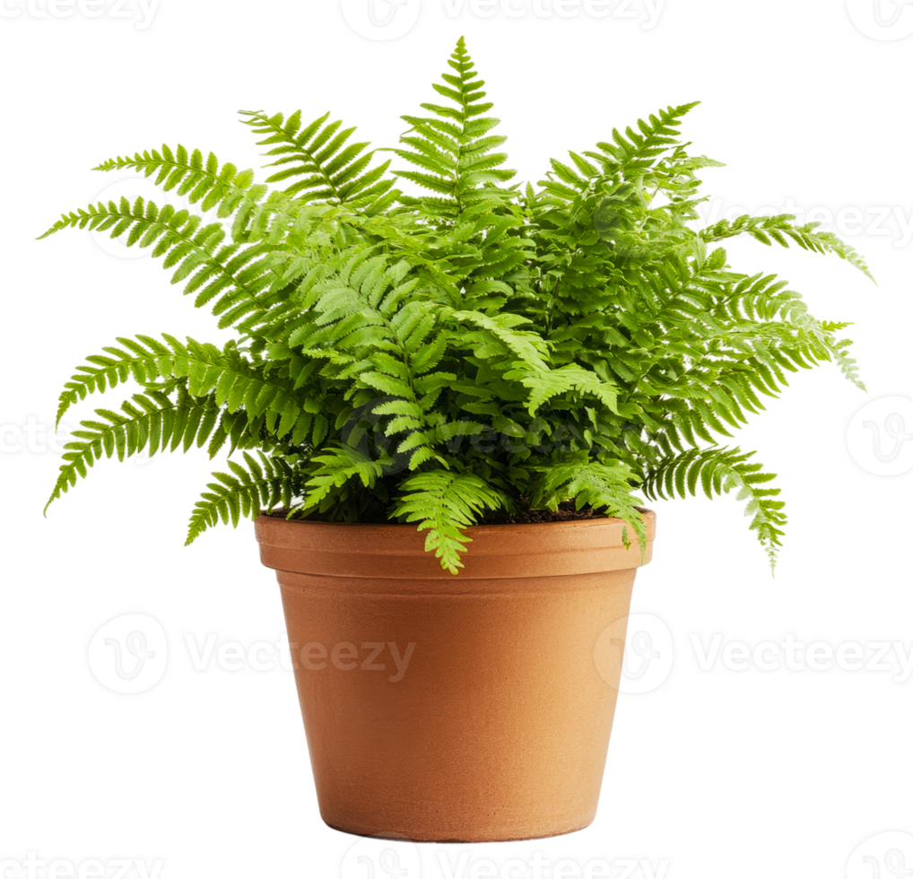 Lush green fern plant in a terracotta pot indoors, cut out - stock . png