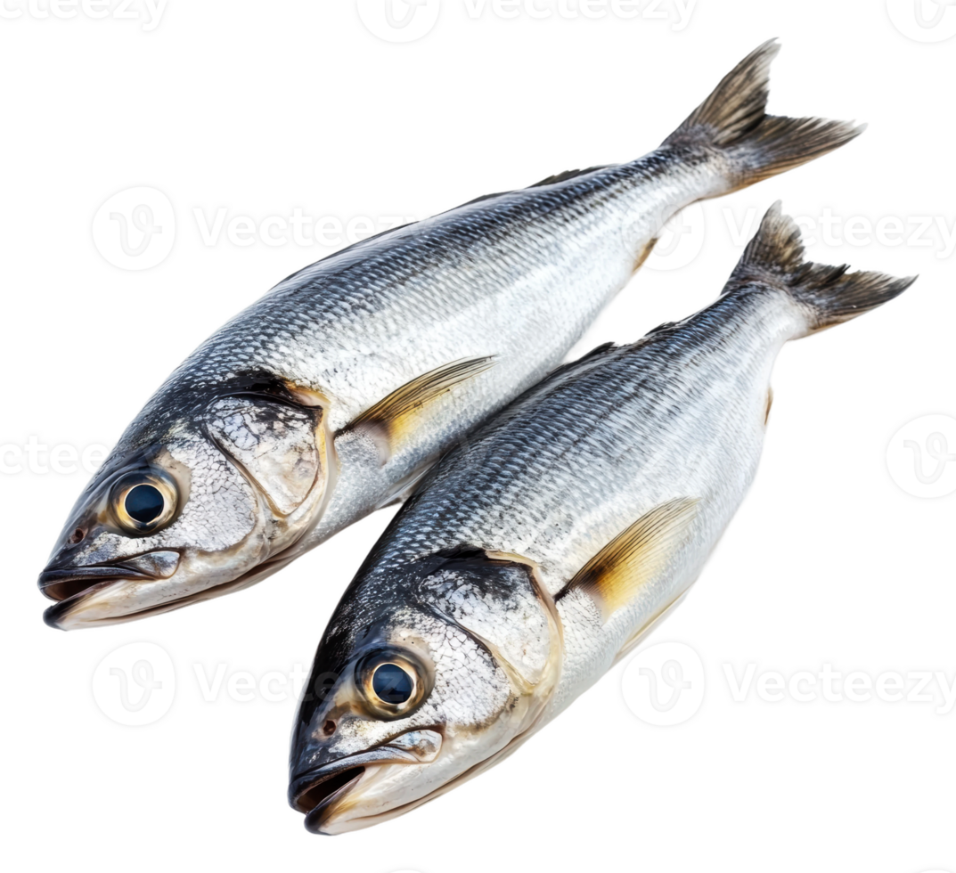 Freshly caught fish on display at a market, cut out - stock . png