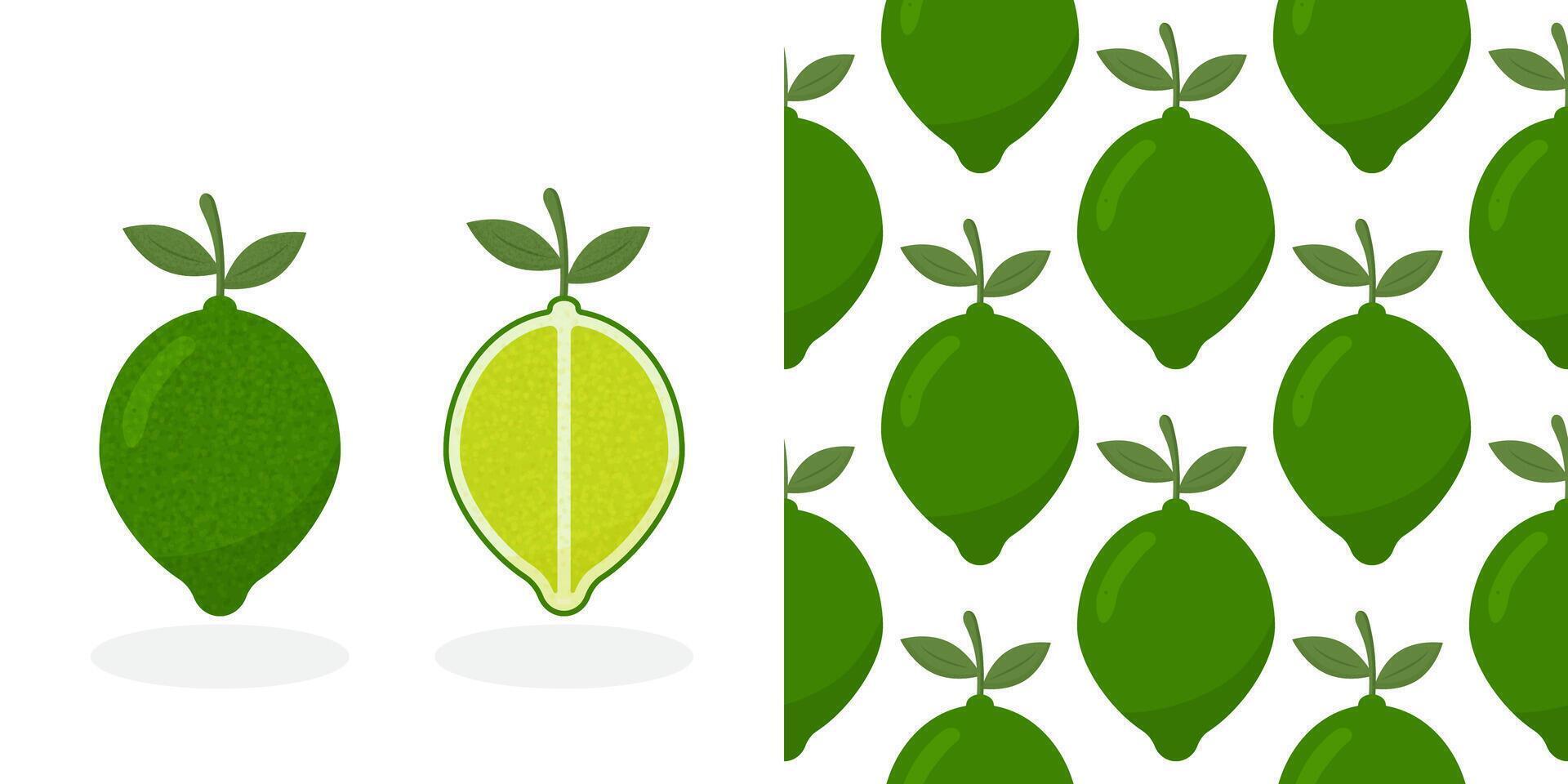 Lime with green leaves, slice citrus isolated on white background. Tropical fruits. Raw and vegetarian food. Lime seamless pattern. Fruit background. vector