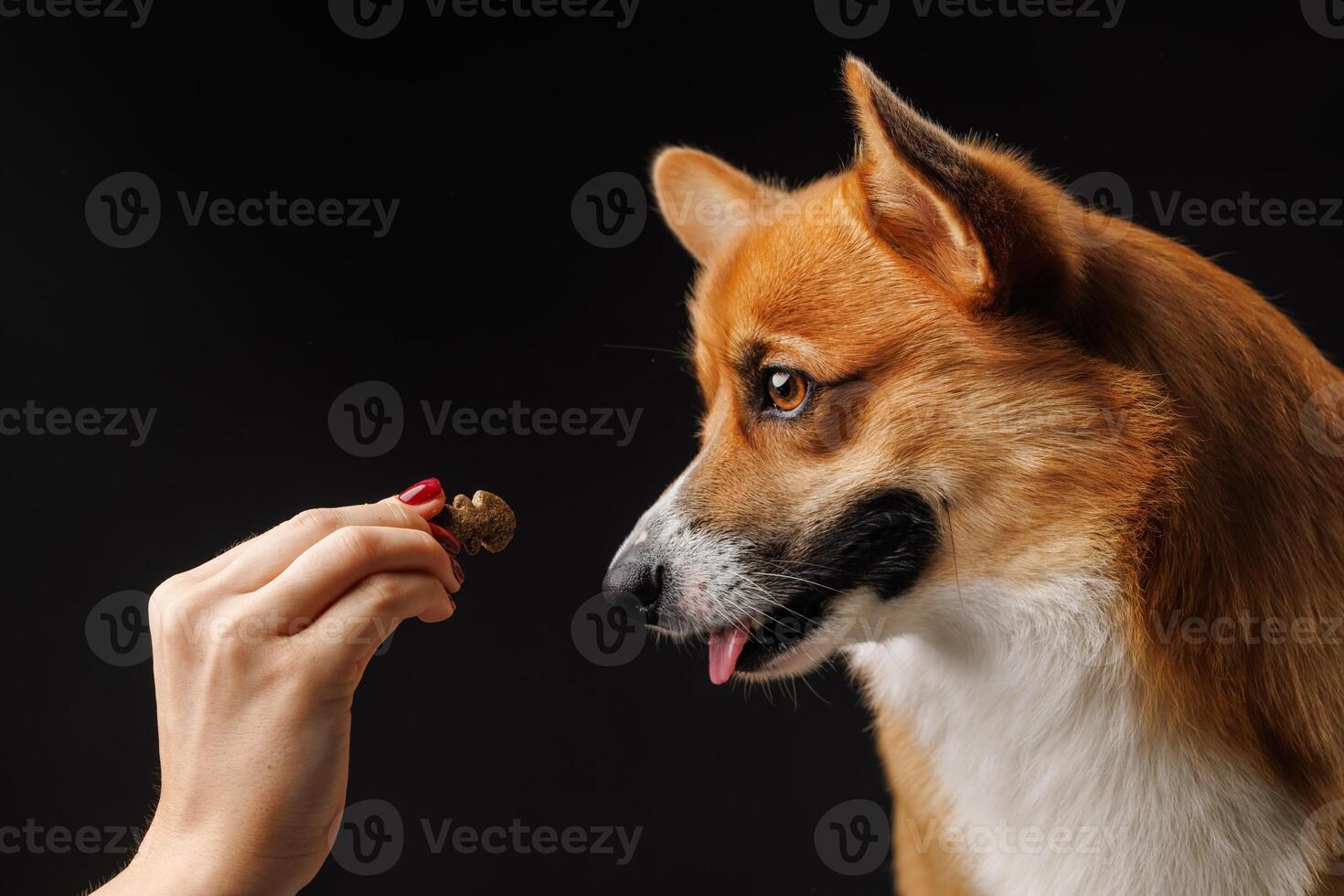 Person feeding a treat to a brown and white dog photo
