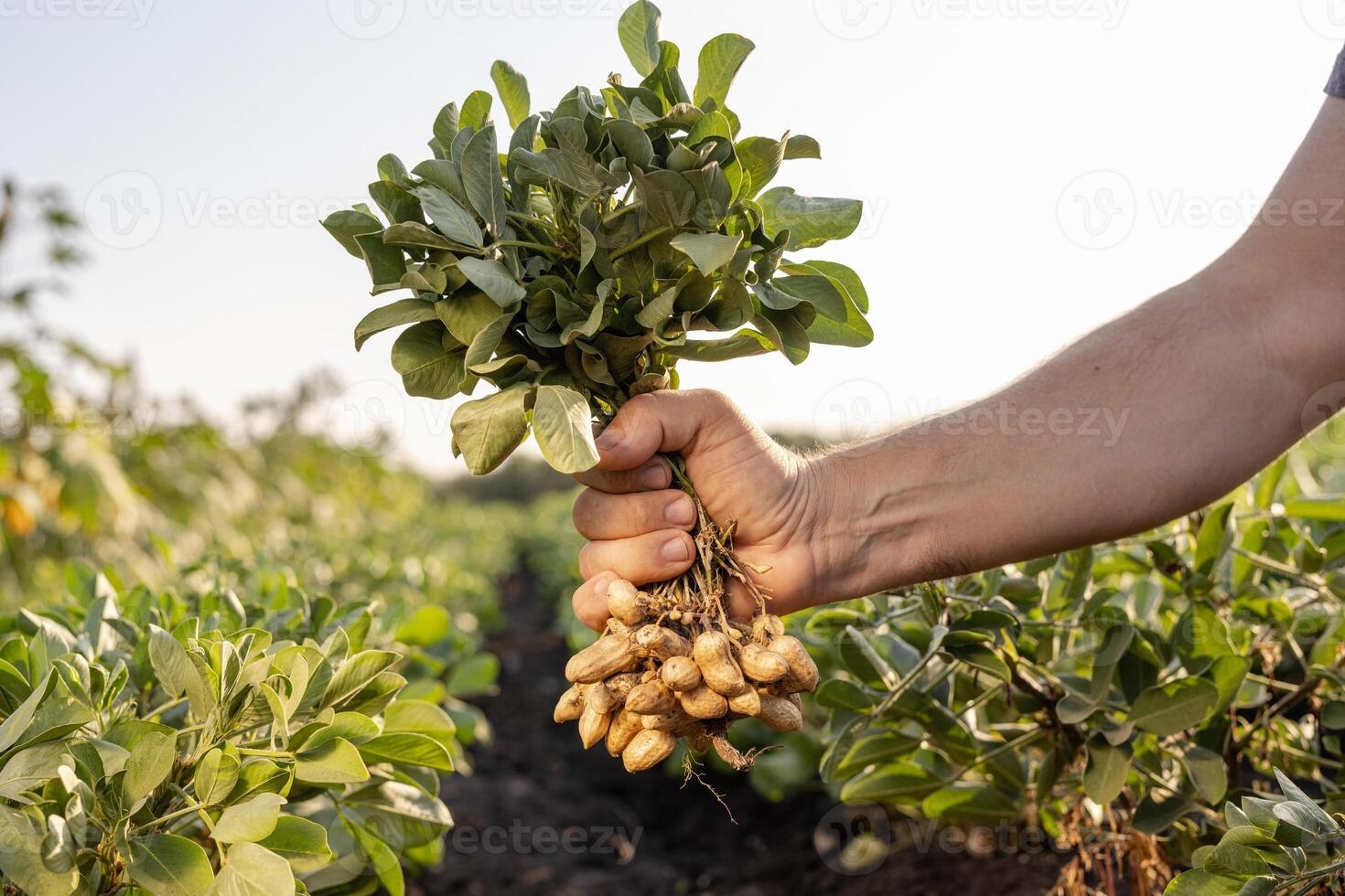 A farmer holding freshly harvested peanuts with roots in a field photo