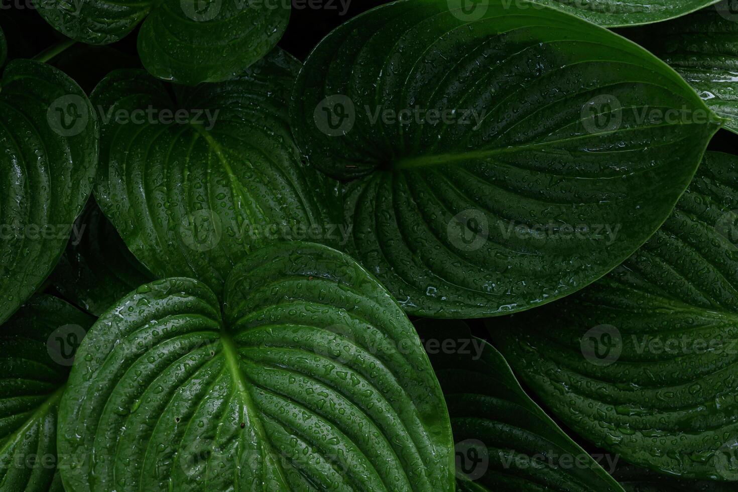 green leaves with dew drops and rain close up, rain concept, hosta leaves photo
