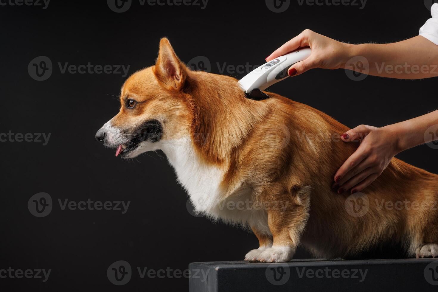 Man cutting corgi dog with grooming tool on dark background. photo