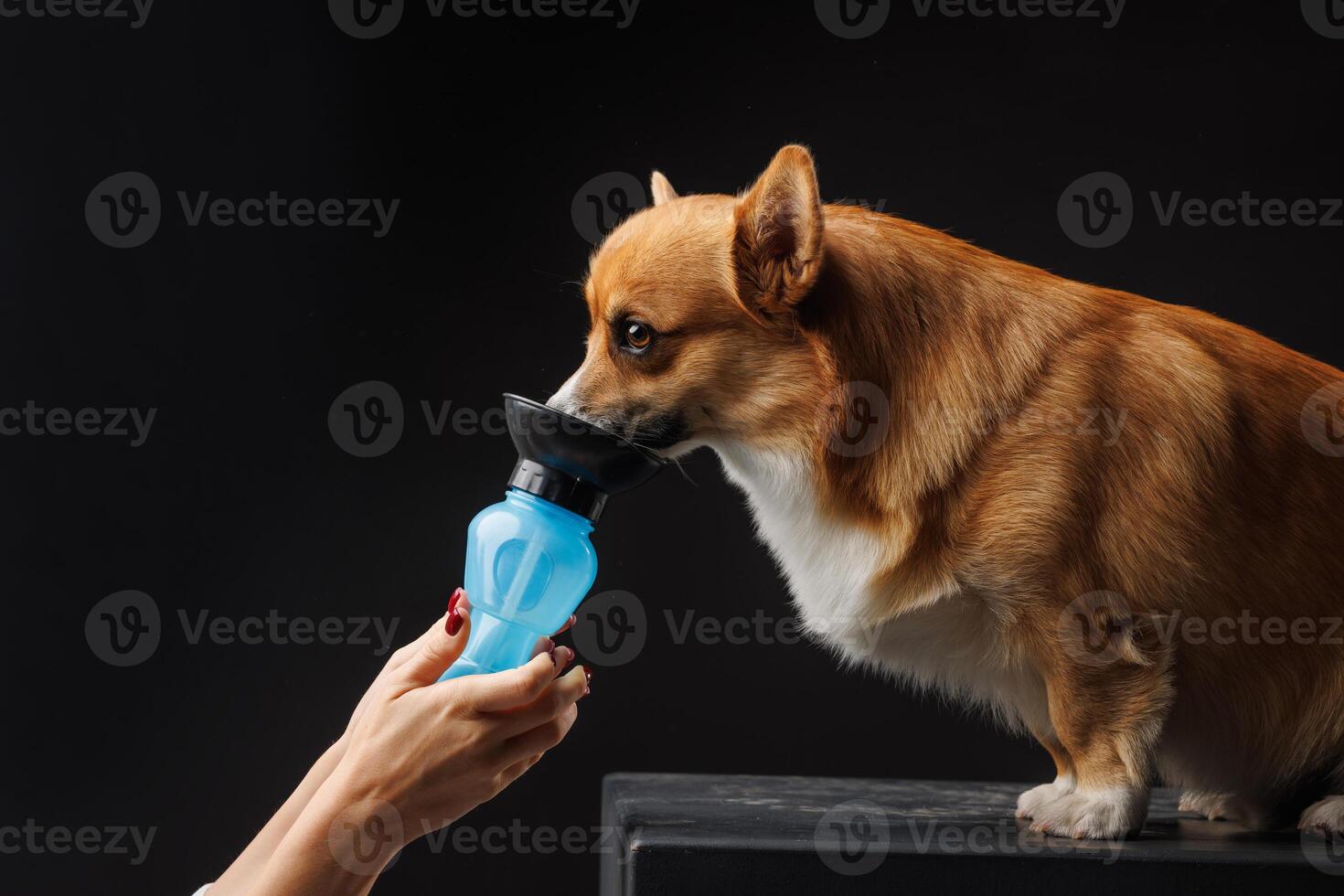hand gives water to drink from a special bottle to a Welsh Corgi dog close-up on a dark background photo