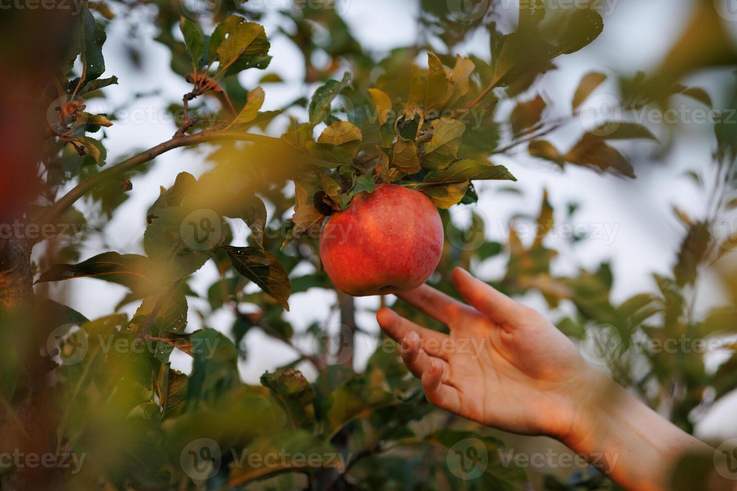 hand reaching for a perfectly ripe apple, apple harvest in the garden photo
