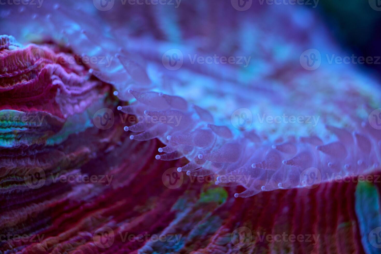 Lobophyllia close up sea coral and sea animals, coral reef concept photo