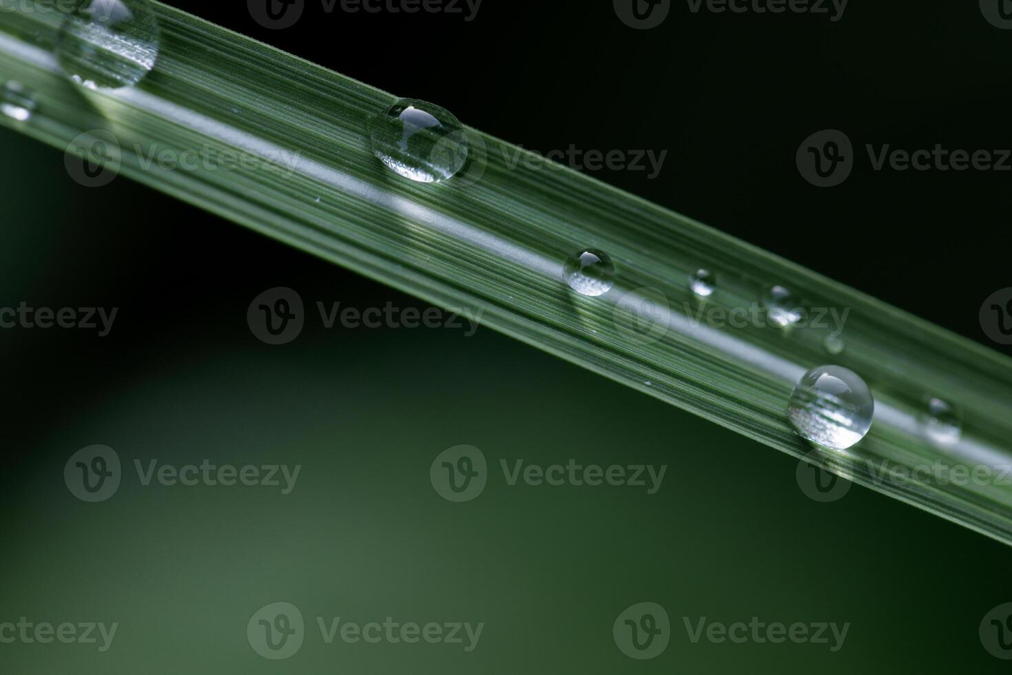 green leaves with dew drops and rain close up, rain concept, hosta leaves photo