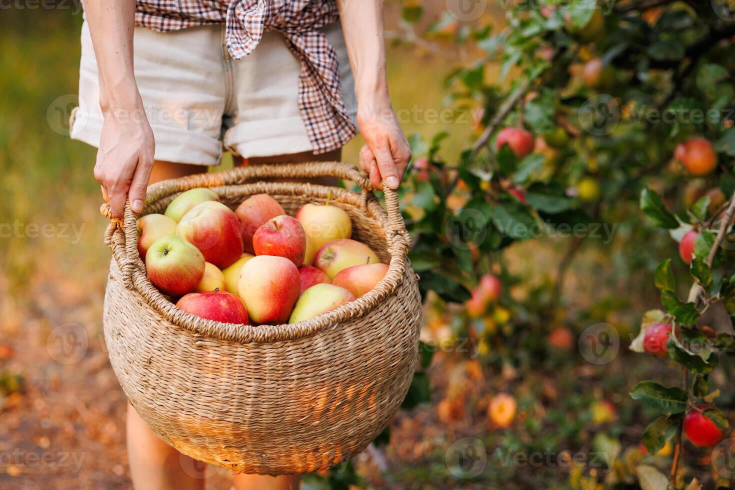 male hands with a basket of ripe apples in nature season photo