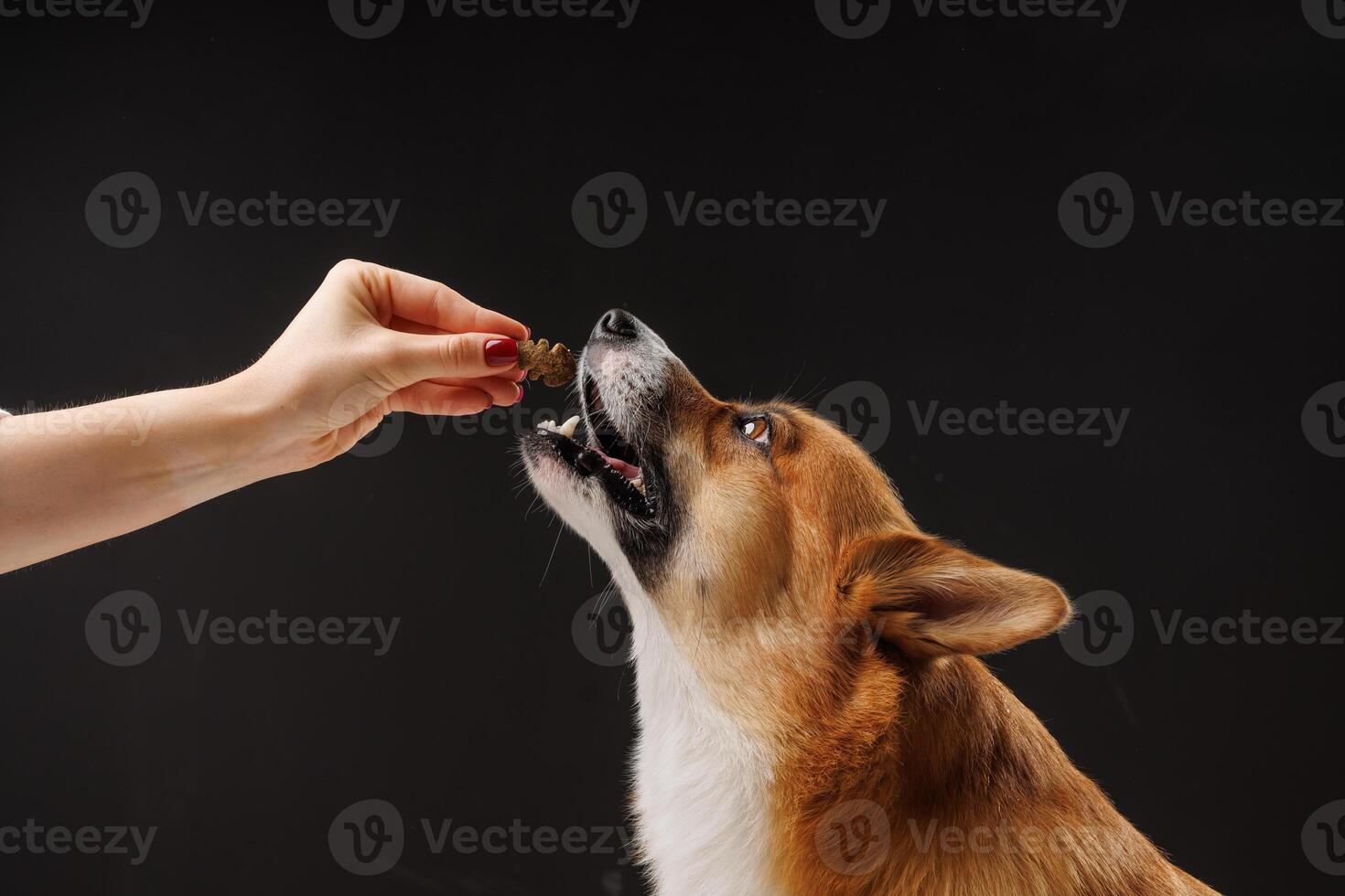 Person feeding a treat to a brown and white dog photo