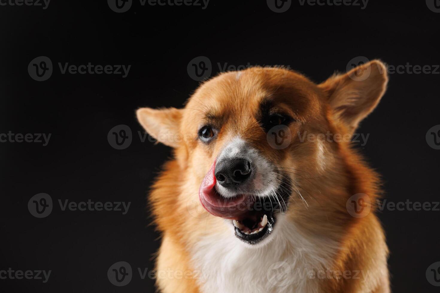 hungry pembroke welsh corgi dog licking lips waiting for treat from owner, on dark background photo