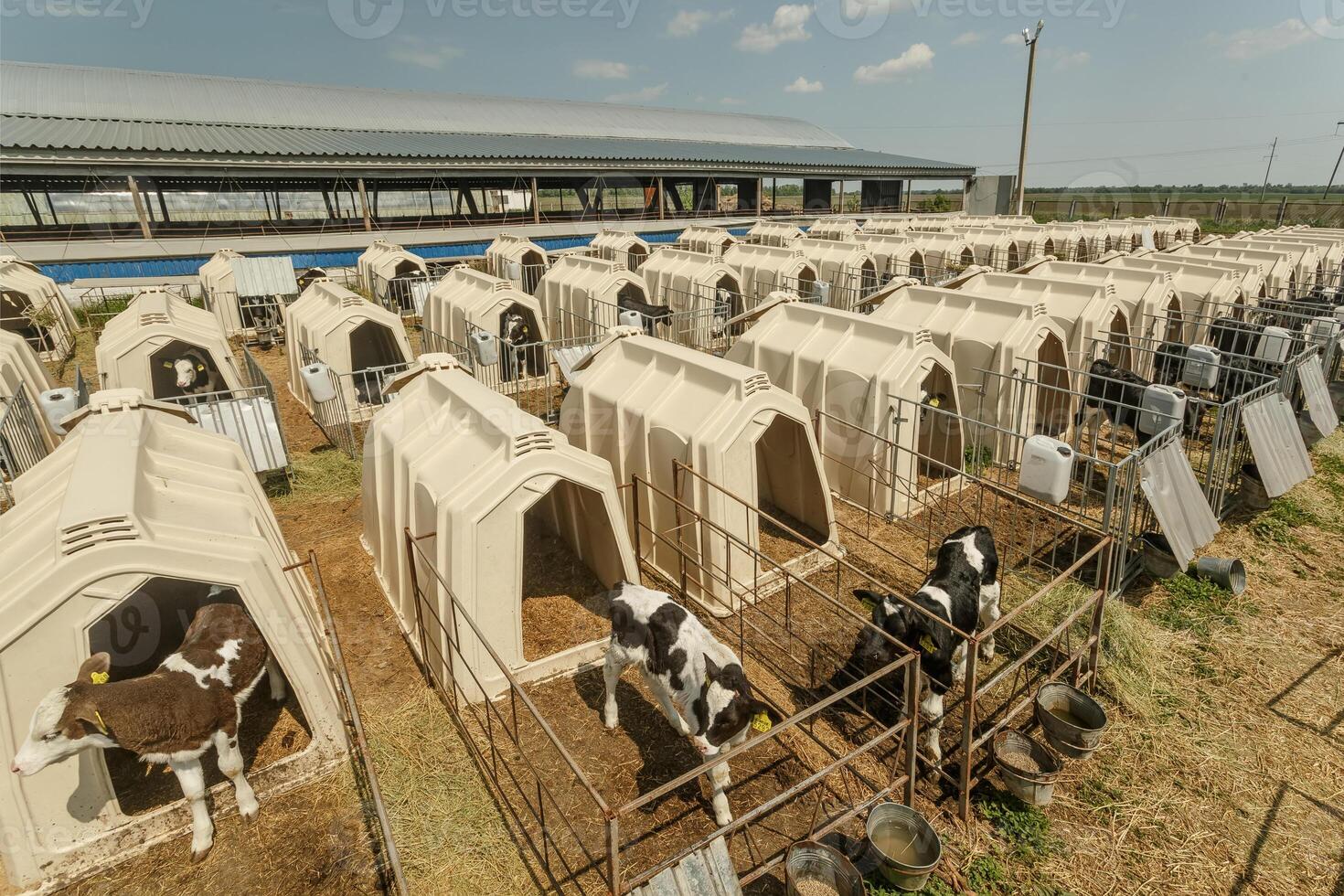 small calf farm, cow farm photo