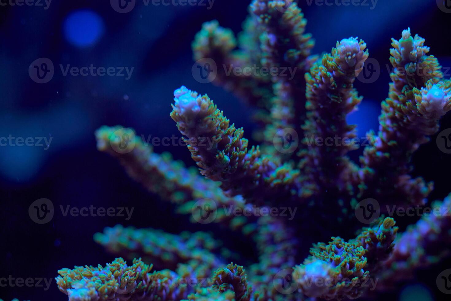 close-up sea corals acropora photo