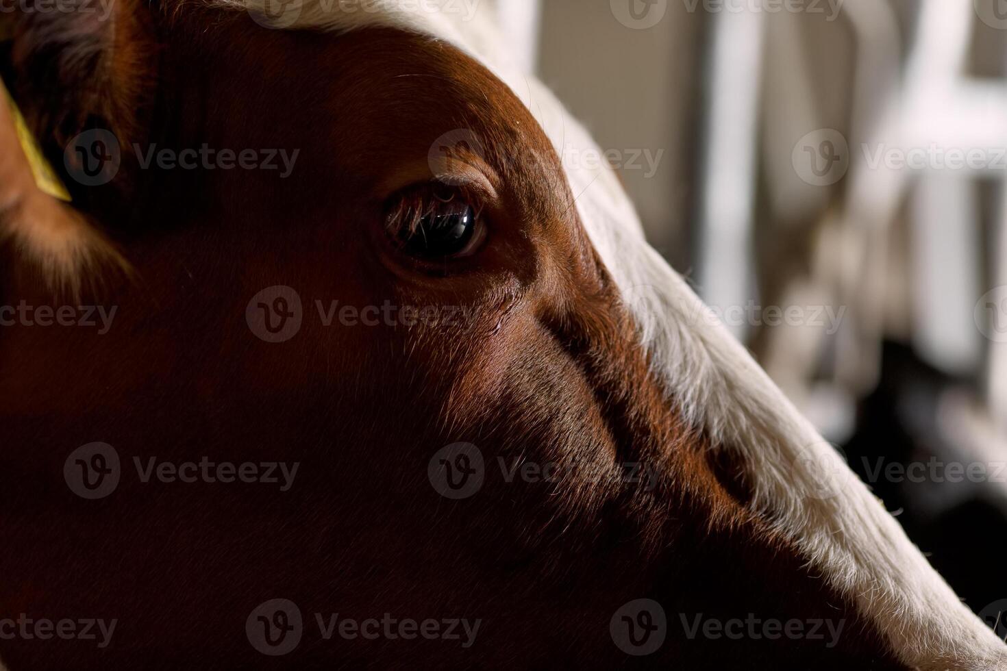 beautiful cows on the farm enjoy , Cow farm concept, Portrait Holstein Cows in modern farm photo