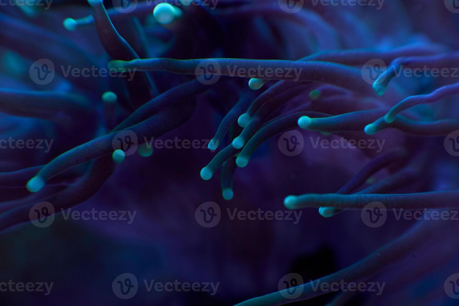 close-up sea corals Euphyllia glabrescens photo
