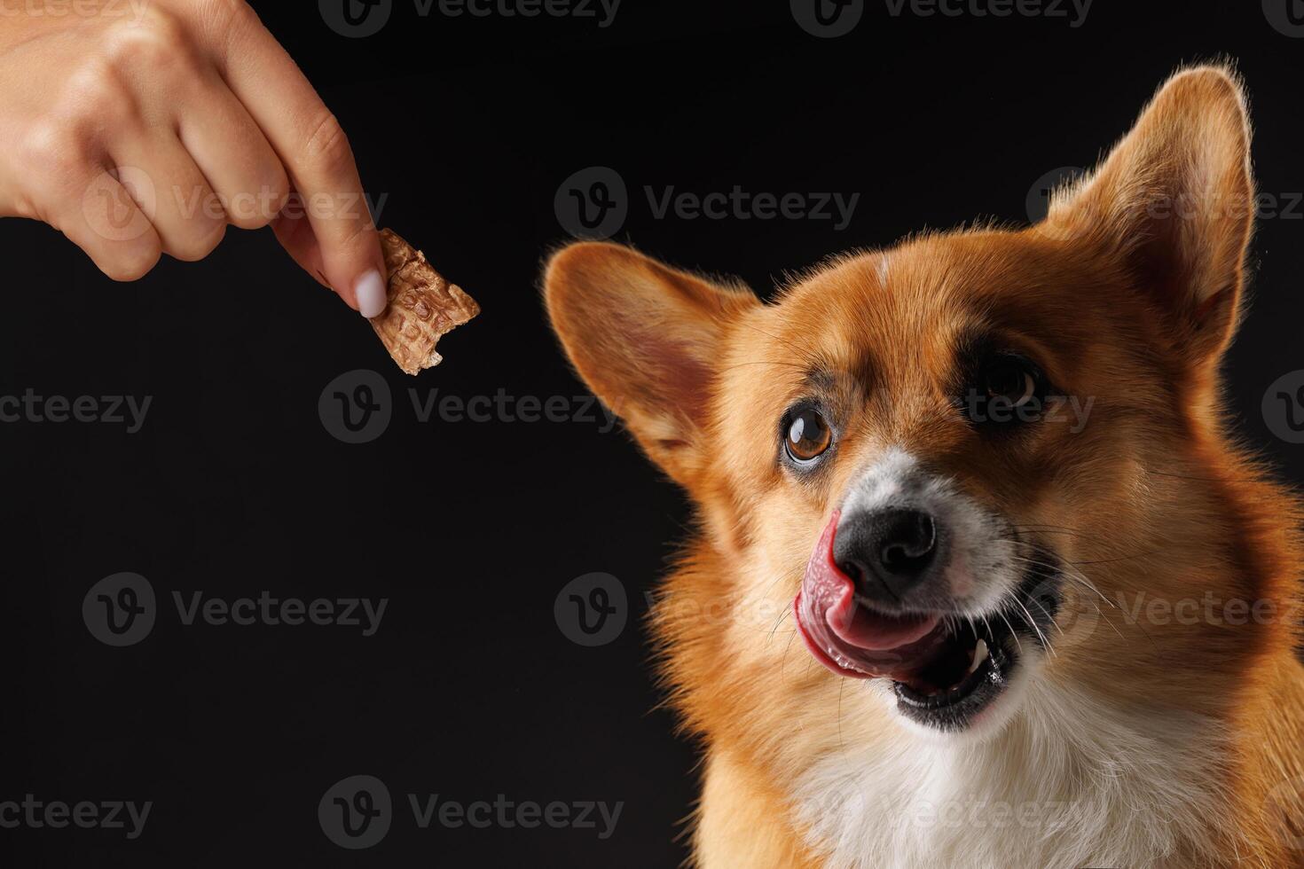 hungry Welsh Corgi Pembroke dog, for a treat by his owner, isolated on dark background photo