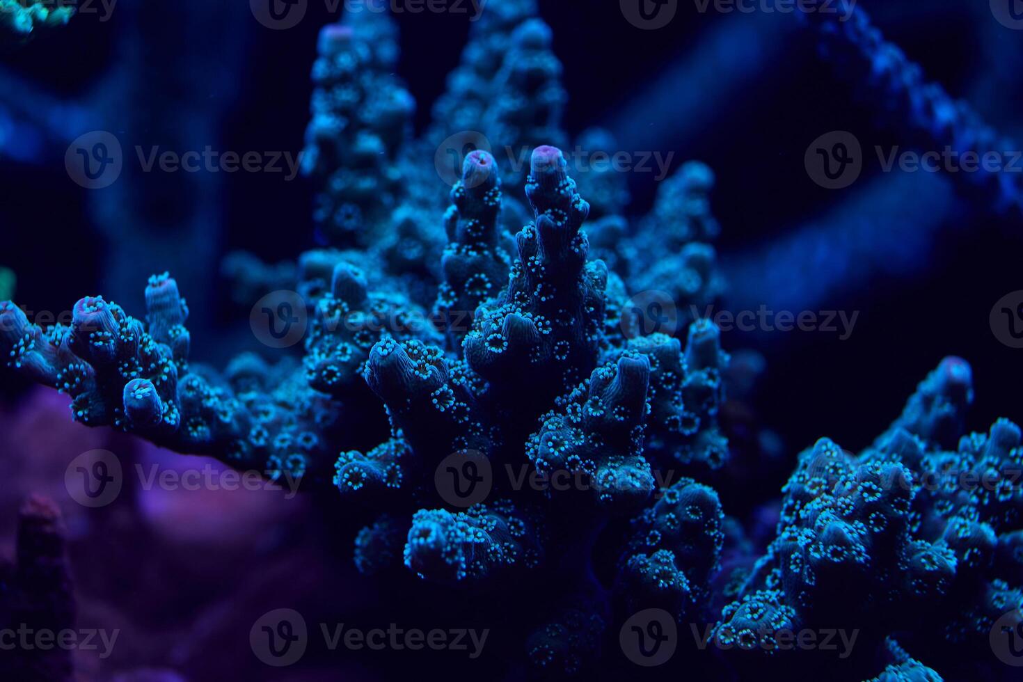 close-up sea corals acropora photo
