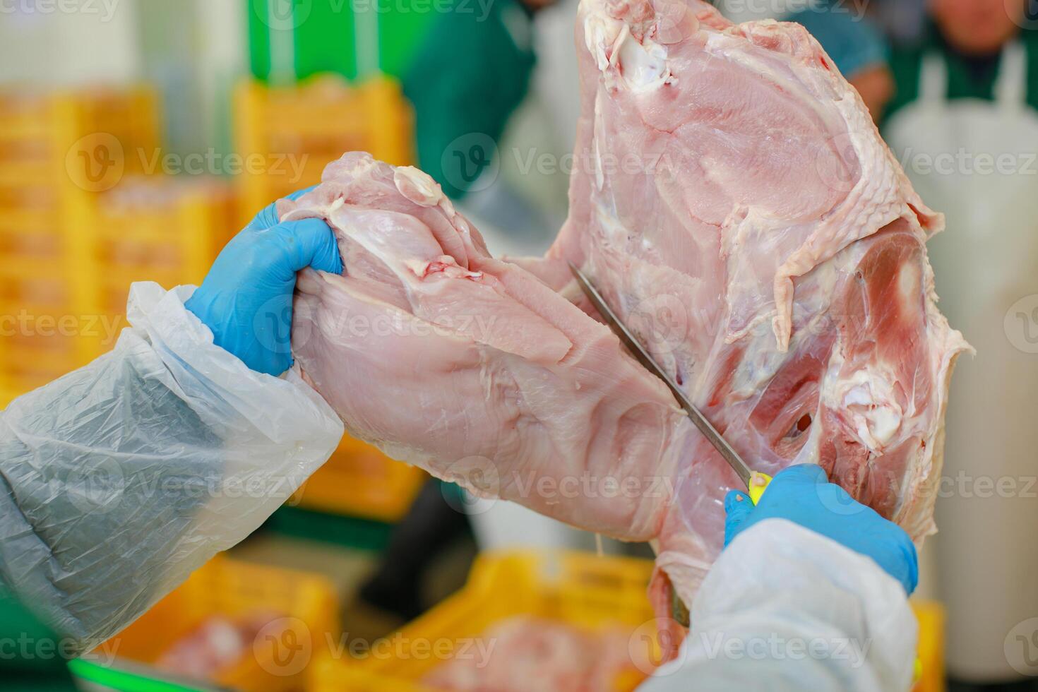 turkey production process, turkey poultry farm photo