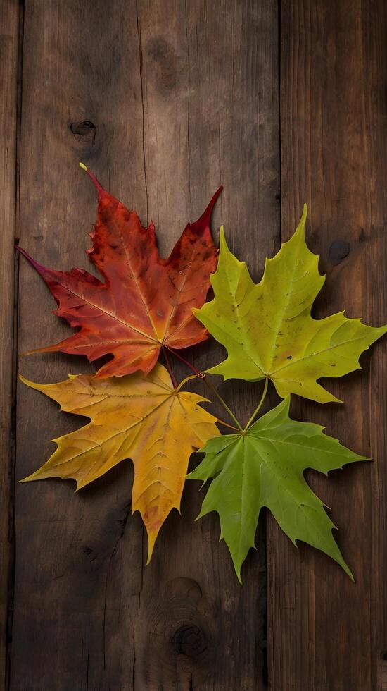 Colorful Autumn Fall Maple Leaves photo