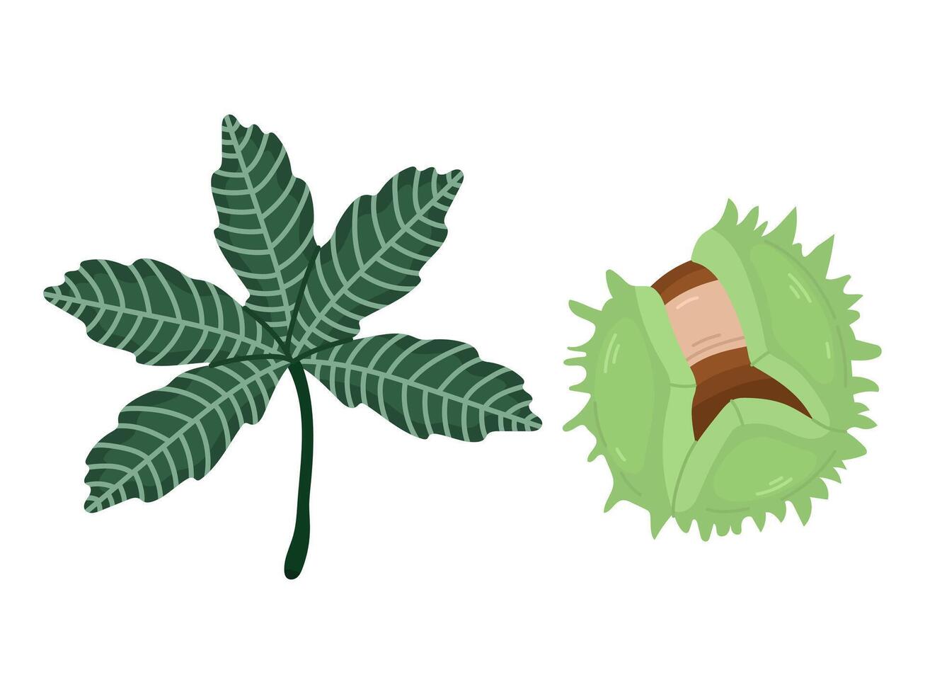 Botanical set with green chestnut in open skin and branch with green leaves, illustration vector