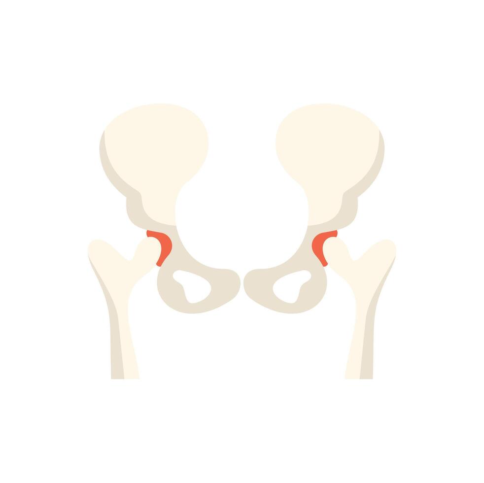 Human pelvic bone showing sacroiliac joint front view vector