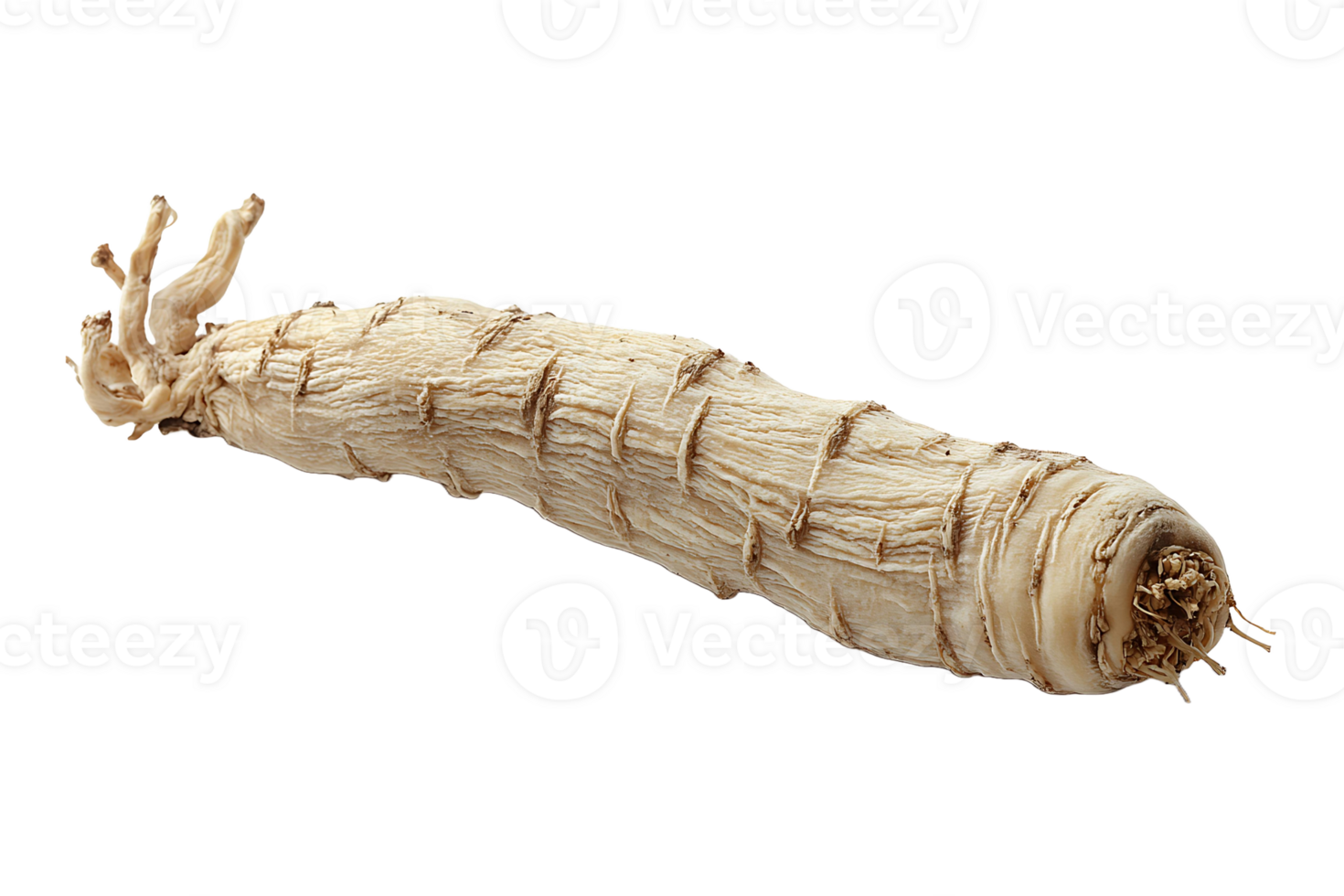 Ginseng roots isolated on transparent background. png