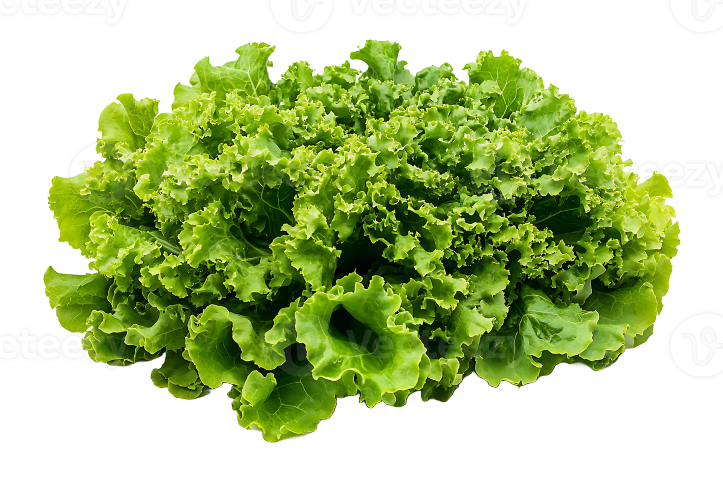 Fresh lettuce leaves isolated on transparent background. png