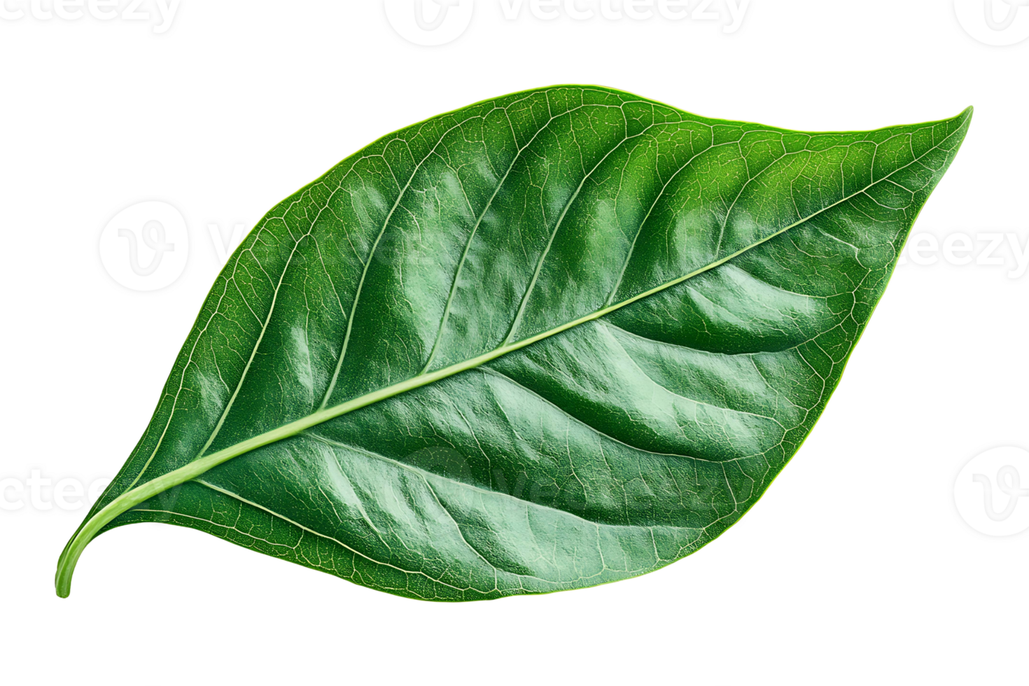 Green leaf isolated on transparent background. png