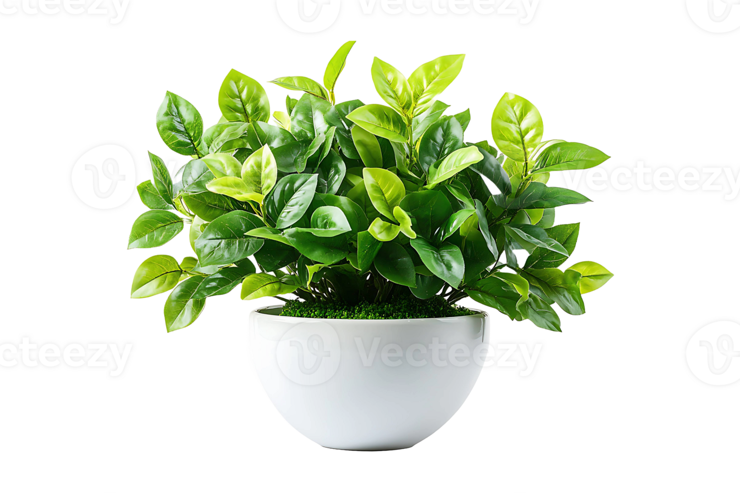 Green potted plants for interior decoration isolated on transparent background. png