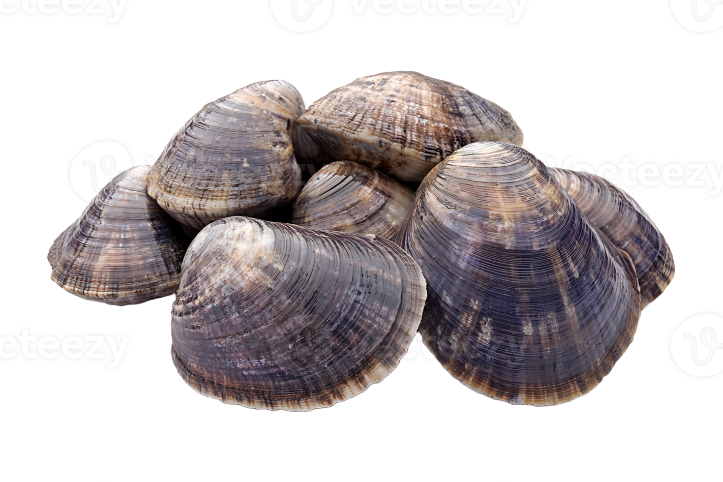 Fresh Asari clams isolated on transparent background. png